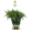 Panicum Fountain