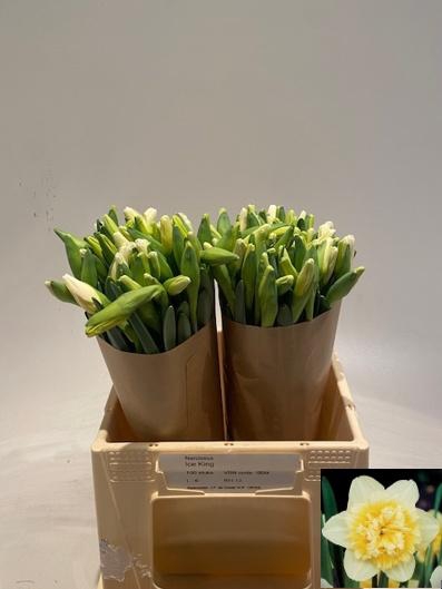 <h4>NARC DU ICE KING</h4>