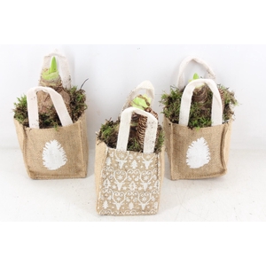 arr4 Amaryllis MB - Jute tas x10 mix