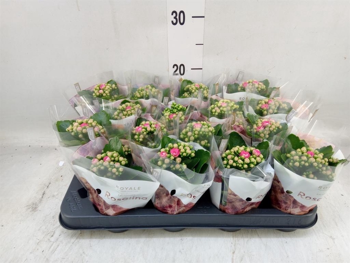 <h4>Kalanchoe blos. 'RosDon Nando'</h4>