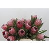 Protea Pink Ice