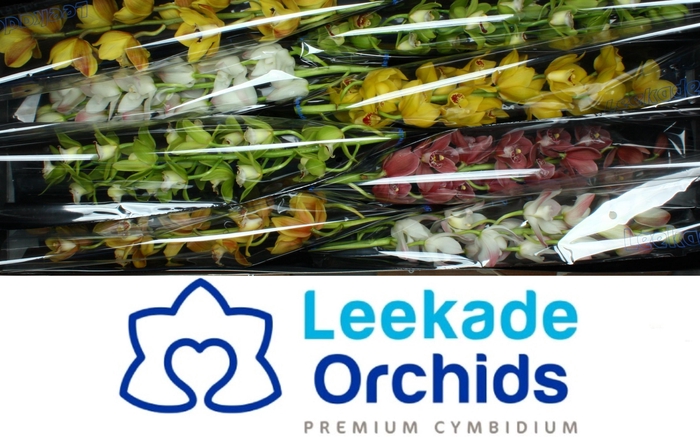 <h4>CYMB MI GEM</h4>