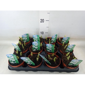 Galanthus nivalis   ...in pot