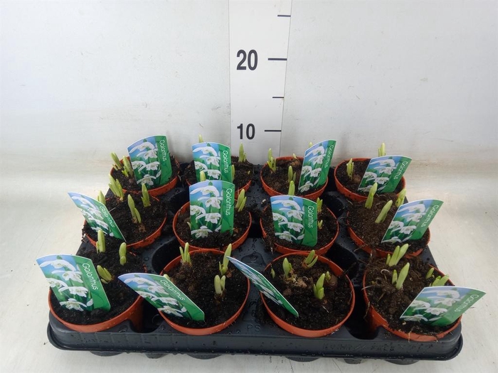 <h4>Galanthus nivalis   ...in pot</h4>