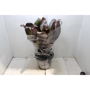 BROMELIA IMPERIAL P27 VERMELHO