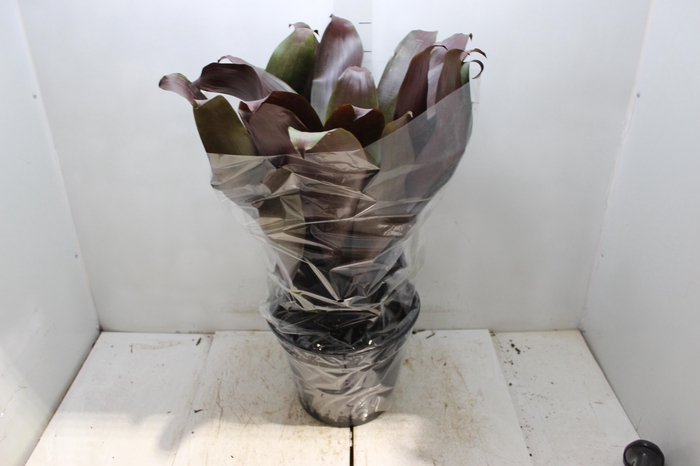 <h4>BROMELIA IMPERIAL P27 VERMELHO</h4>