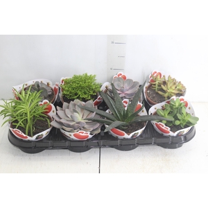 SUCULENTAS VARIADAS ESPECIAIS C13