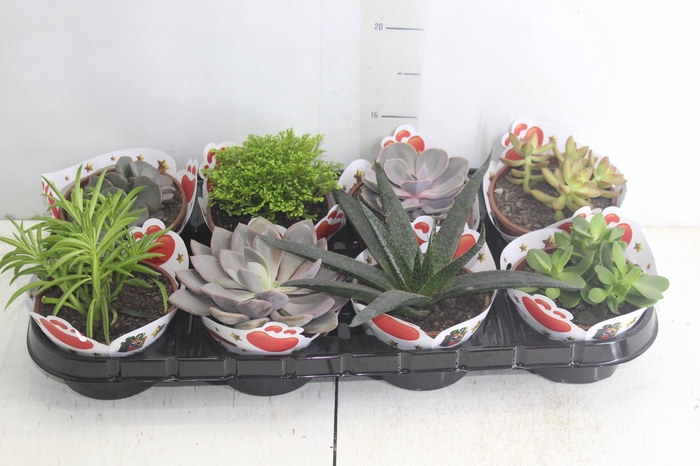 <h4>SUCULENTAS VARIADAS ESPECIAIS C13</h4>