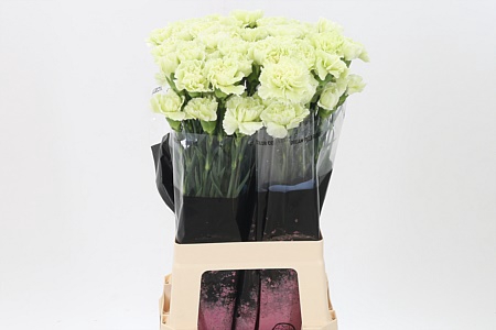 <h4>Di St Prado Mint</h4>