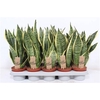 Sansevieria Superba