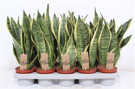 <h4>Sansevieria Superba</h4>