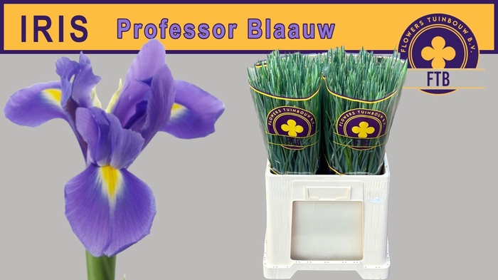 <h4>IRIS PROF BLAAUW</h4>