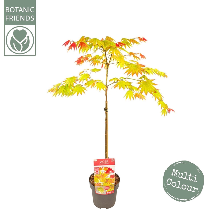 <h4>Acer shirasawanum</h4>