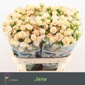 R TR JANA
