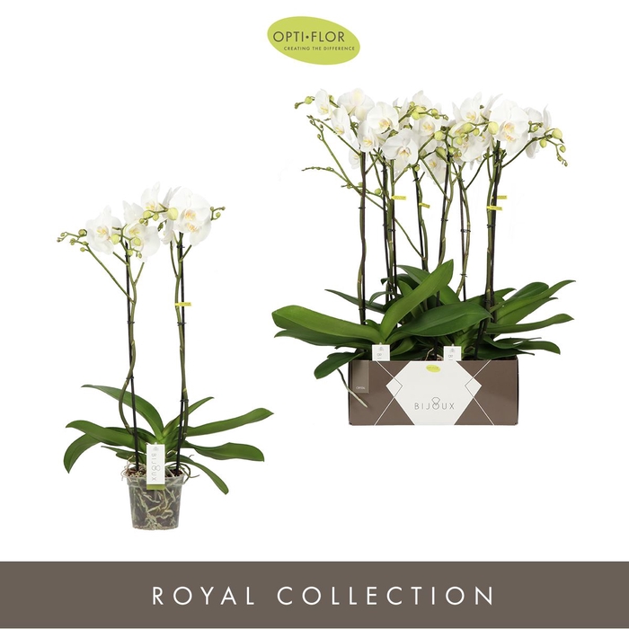 <h4>Phalaenopsis wit meer takken</h4>