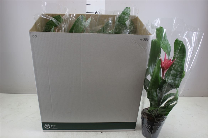 <h4>Aechmea Fa Primera</h4>