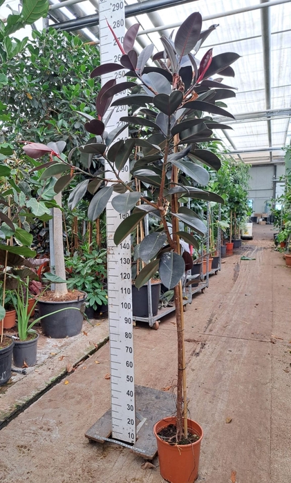 <h4>Ficus Elastica Abidjan</h4>