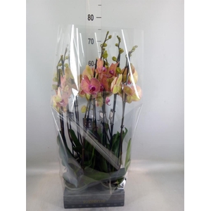 Phalaenopsis  'Golden Leopard'