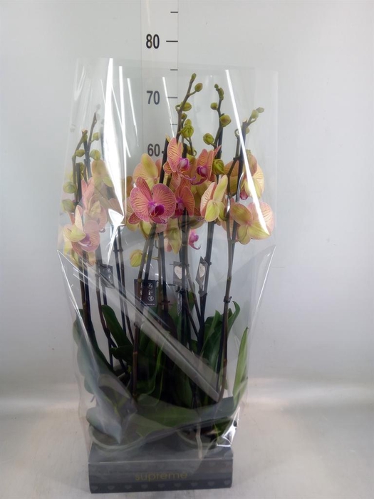 <h4>Phalaenopsis  'Golden Leopard'</h4>