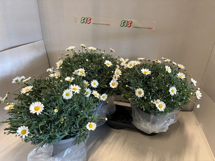 <h4>ARG STELLA 2000</h4>