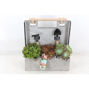 arr4 Semp JS - Hout tuinset 338/4