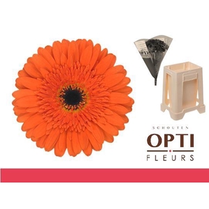 Gerbera Candela Water
