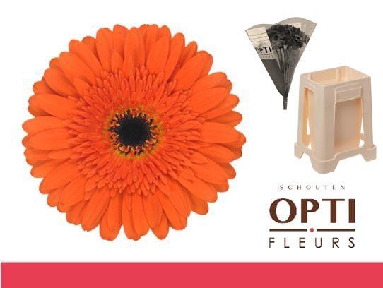 <h4>Gerbera Candela Water</h4>