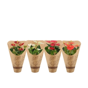 Anthurium 12 cm 4 color mix in Couture Eco Line sleeve