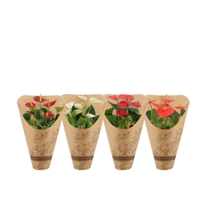 Anthurium 12 cm 4 color mix in Couture Eco Line sleeve