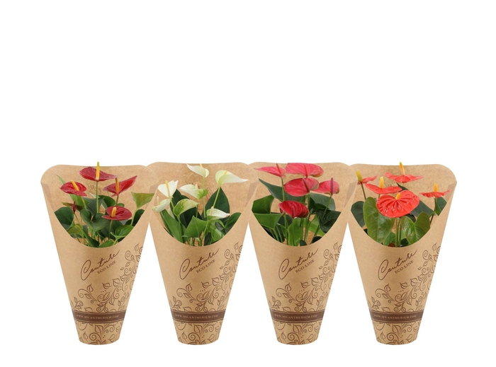 <h4>Anthurium 12 cm 4 color mix in Couture Eco Line sleeve</h4>
