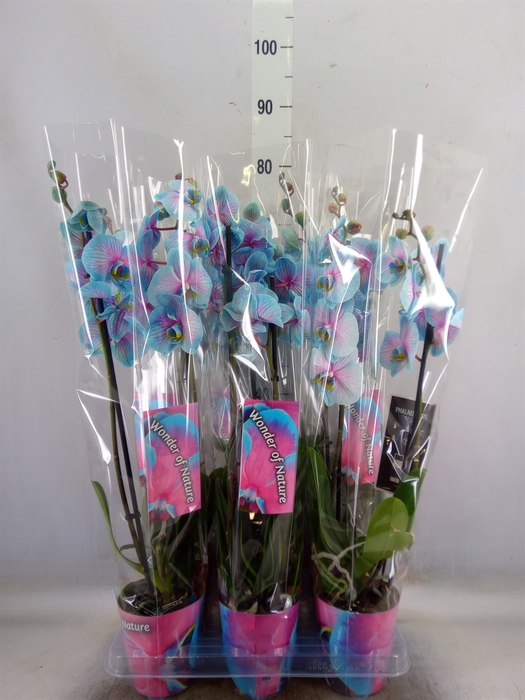 <h4>Phalaenopsis   ...</h4>
