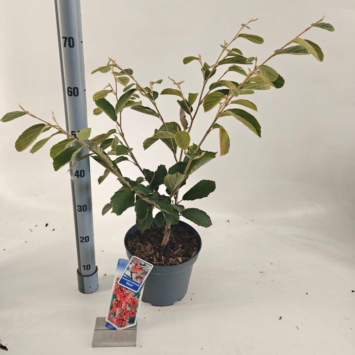 <h4>Hamamelis x intermedia Diane</h4>