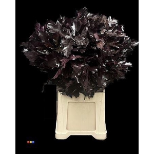 Quercus Klb Aubergine Transparent 80cm GK