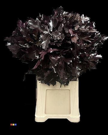 <h4>Eikeblad Transparant Aubergine 60cm</h4>