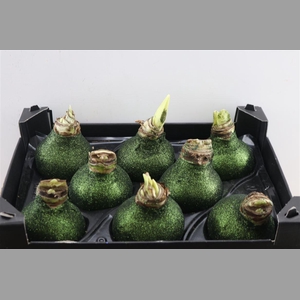 Wax Hipp Topline Gl Dennengroen