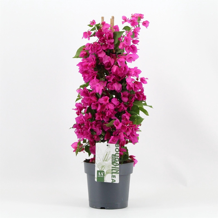 <h4>Bougainvillea  'Sanderiana'</h4>
