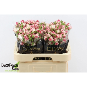 Rosa tros Reflex