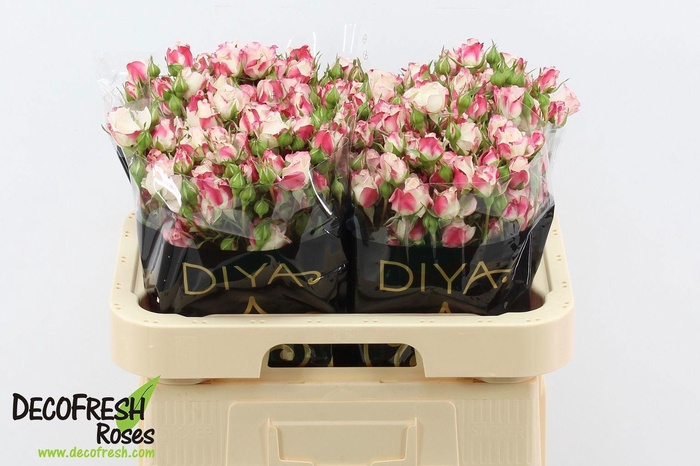 <h4>Rosa tros Reflex</h4>