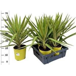 Yucca Jewel
