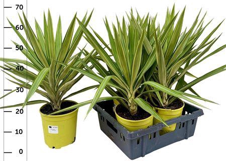 <h4>Yucca Jewel</h4>