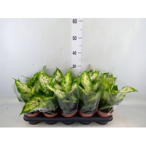 Dieffenbachia  'Compacta'