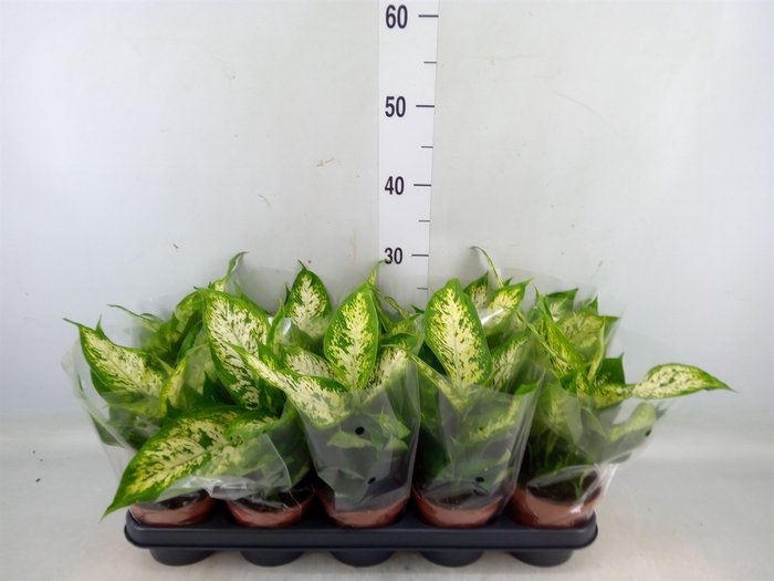 <h4>Dieffenbachia  'Compacta'</h4>