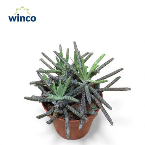 KALANCHOE OV