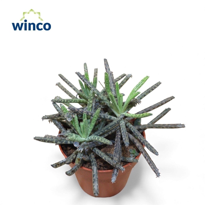 <h4>KALANCHOE OV</h4>