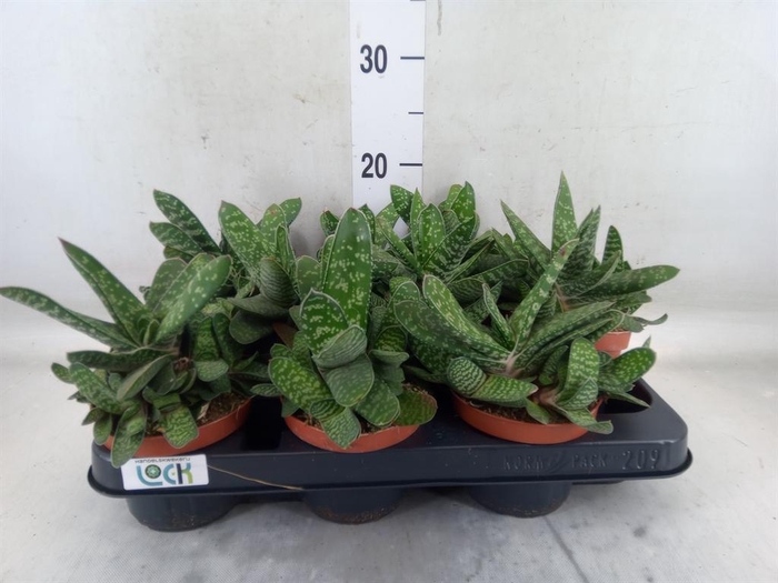 <h4>Gasteria  'Amour'</h4>