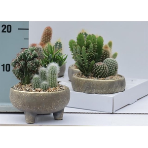 CACTUS OV