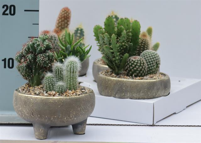 <h4>CACTUS OV</h4>