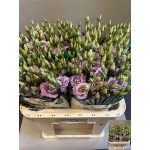 Eus G Corelli Lavender