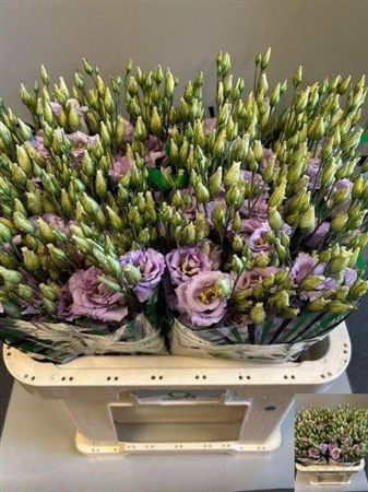 <h4>Eus G Corelli Lavender</h4>