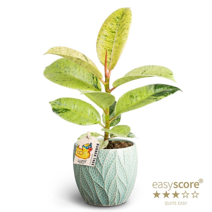 <h4>FICUS ELASTICA P10 SCHIVEREANA LEAF OC</h4>